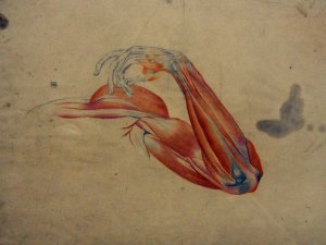 Obra: Anatom�a - estudio en color - Juan Manuel Blanes