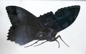 Obra: Mariposa del Rio de La Plata - Rimer Cardillo